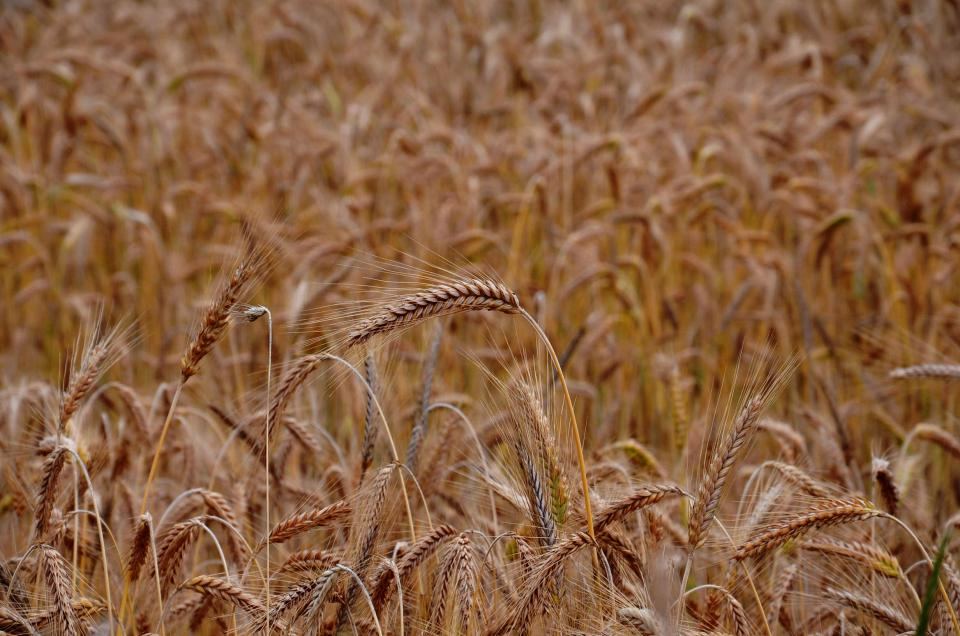 Reife Weizenähren auf einem Feld
